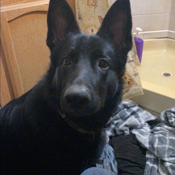 Meet your Posher, Thomas - Picture 1 of 1